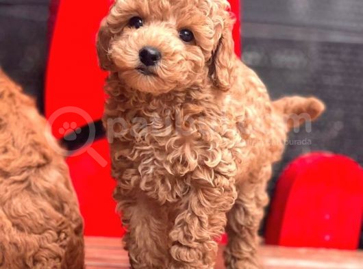 Black Toy Poodle Yavrular Ek