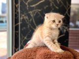 Li̇lac Renk Di̇şi̇  Britishshorthair