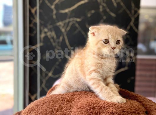 Li̇lac Renk Di̇şi̇  Britishshorthair görsel