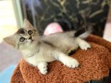 Li̇lac Renk Di̇şi̇  Britishshorthair