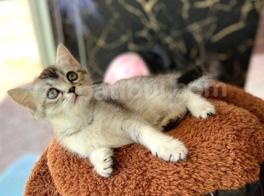 Li̇lac Renk Di̇şi̇  Britishshorthair görsel