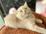 Li̇lac Renk Di̇şi̇  Britishshorthair