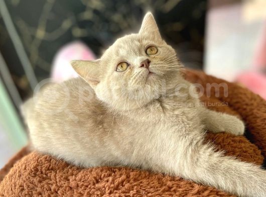 Li̇lac Renk Di̇şi̇  Britishshorthair