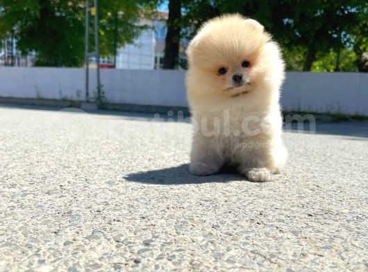 0,75 Mikro Burun Ödül Adayı Safkan Boo Pomeranian görsel