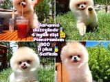 0,55 Mikro burun Ödül Adayı Safkan Boo Pomeranian