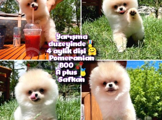 0,55 Mikro Burun Ödül Adayı Safkan Boo Pomeranian