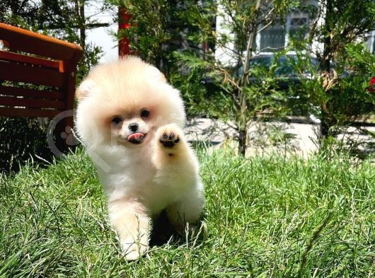 0,55 Mikro Burun Ödül Adayı Safkan Boo Pomeranian görsel