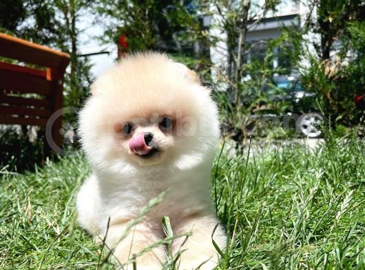 0,55 Mikro Burun Ödül Adayı Safkan Boo Pomeranian görsel
