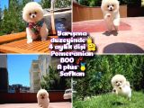 Basık surat 0,8 burun Ödül Adayı Safkan Boo Pomeranian