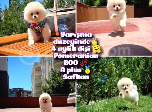 Basık Surat 0,8 Burun Ödül Adayı Safkan Boo Pomeranian