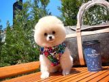 Basık Surat 0,8 Burun Ödül Adayı Safkan Boo Pomeranian