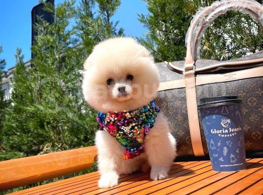 Basık Surat 0,8 Burun Ödül Adayı Safkan Boo Pomeranian görsel