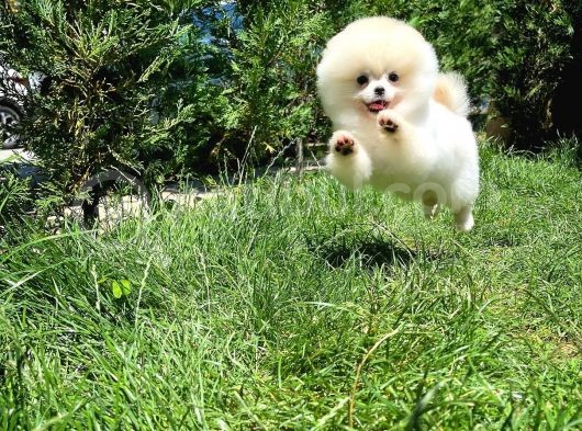 Basık Surat 0,8 Burun Ödül Adayı Safkan Boo Pomeranian görsel