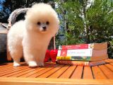 Basık Surat 0,8 Burun Ödül Adayı Safkan Boo Pomeranian
