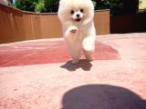 Basık Surat 0,8 Burun Ödül Adayı Safkan Boo Pomeranian