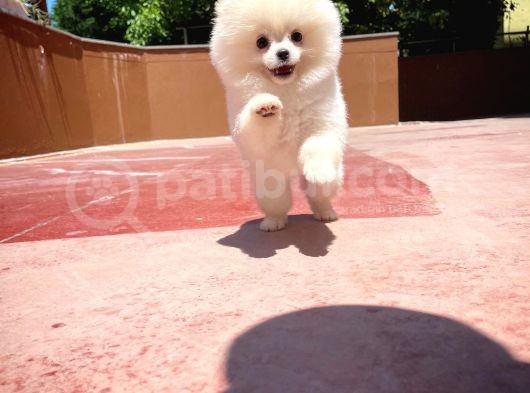 Basık Surat 0,8 Burun Ödül Adayı Safkan Boo Pomeranian görsel