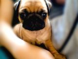 -2 Aylik Safkan Pug Mops-