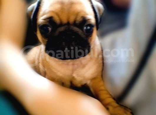 -2 Aylik Safkan Pug Mops- görsel