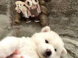Kusursuz Güzellikte Japon Akita Yavrular