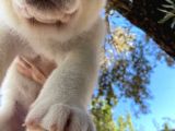 Kusursuz Güzellikte Japon Akita Yavrular