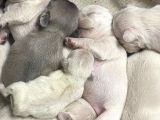 Çok Değerli Renklere Sahip Exotic Nadide French Bulldog