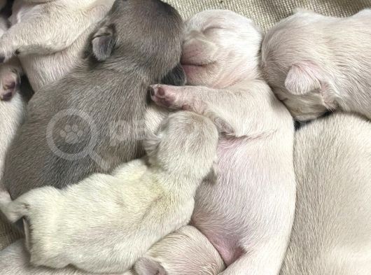 Çok Değerli Renklere Sahip Exotic Nadide French Bulldog