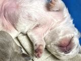 Çok Değerli Renklere Sahip Exotic Nadide French Bulldog