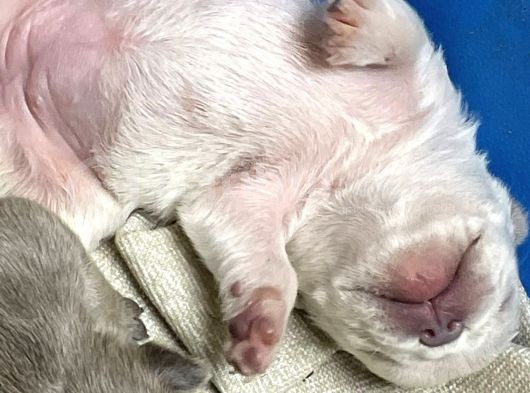 Çok Değerli Renklere Sahip Exotic Nadide French Bulldog görsel
