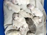 Çok Değerli Renklere Sahip Exotic Nadide French Bulldog