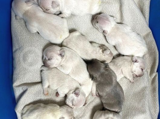 Çok Değerli Renklere Sahip Exotic Nadide French Bulldog görsel