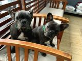 Çok Değerli Renklere Sahip Exotic Nadide French Bulldog