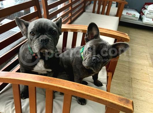 Çok Değerli Renklere Sahip Exotic Nadide French Bulldog görsel