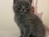 Sevimli Surat British Shorthair Gri Ve Beyaz Yavrularımız