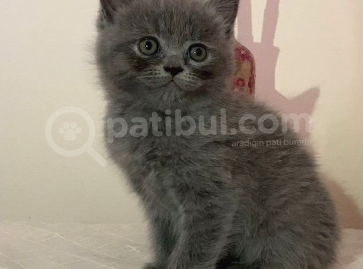Sevimli Surat British Shorthair Gri Ve Beyaz Yavrularımız