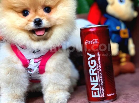 Ayı Surat Pomeranian Boo Kızımız Linda