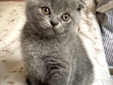 Scottish Fold Short Hair