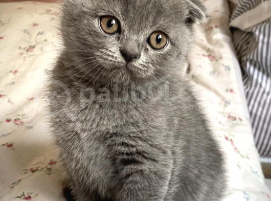 Scottish Fold Short Hair