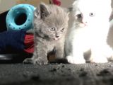 British Shorthair Scottish Fold Yavru Kedi