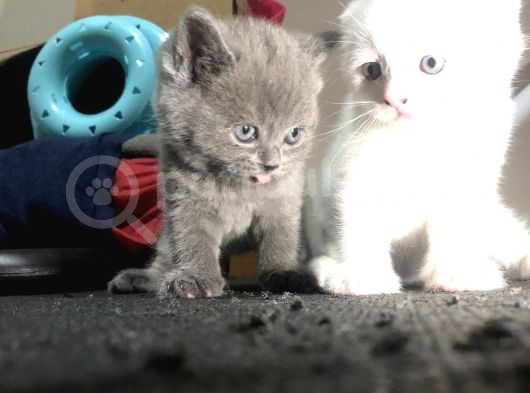 British Shorthair Scottish Fold Yavru Kedi görsel