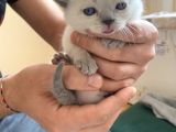 British Shorthair Ve Blue Point Yavrular