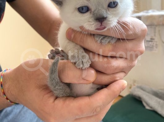 British Shorthair Ve Blue Point Yavrular görsel