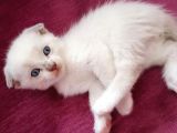 Scottish Fold Yavrularımız, Sahiplenilmeyi Bekliyor.