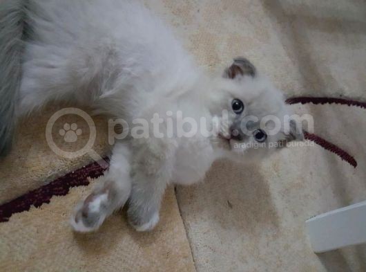 Scottish Fold Yavrularımız, Sahiplenilmeyi Bekliyor. görsel