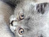 Scottish Fold Erkek