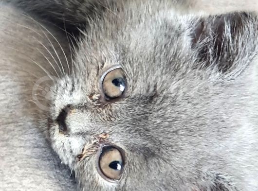 Scottish Fold Erkek