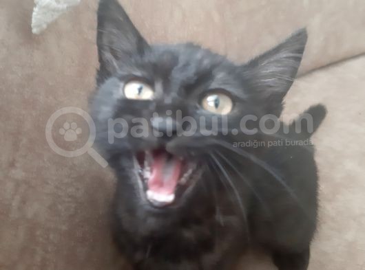 Dişi Russian Cat