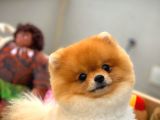 Sevimli Sempatik Pomeranian Boo Oğlumuz Hugo