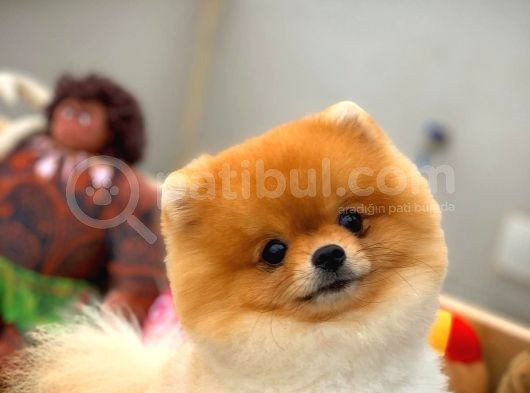 Sevimli Sempatik Pomeranian Boo Oğlumuz Hugo görsel