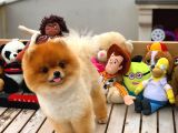 Sevimli Sempatik Pomeranian Boo Oğlumuz Hugo