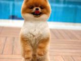 Sevimli Sempatik Pomeranian Boo Oğlumuz Hugo